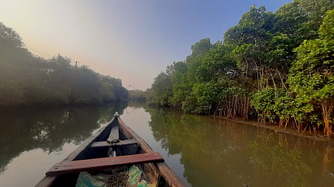 Meeting the mangroves of Malappuram via a canoe